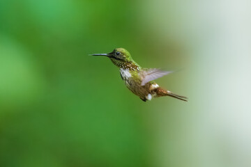 Festive Coquette hummingbird (Lophornis chalybeus) hovering in mid-air with outstretched wings, showcasing its rufous face, and iridescent green plumage against a natural green background. © Miroslav Srb