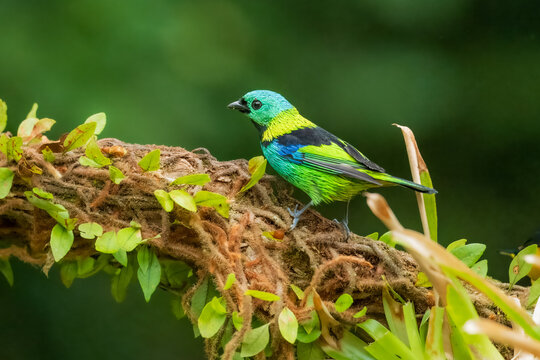 Vibrant Green-headed Tanager (Tangara seledon) perched on a vine near bromeliads in the Atlantic Forest, Brazil.