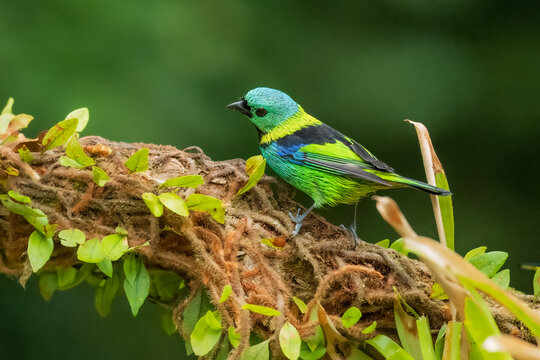 Vibrant Green-headed Tanager (Tangara seledon) perched on a vine near bromeliads in the Atlantic Forest, Brazil.