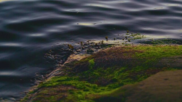 Green sea lettuce Ulva lactuca covering coastal rocks beside rippling water