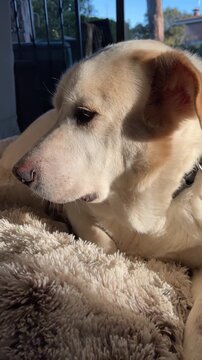 Large white Labrador Mastiff mixed breed dog relaxing outdoors in a natural setting