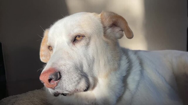 Large white Labrador Mastiff mixed breed dog relaxing outdoors in a natural setting