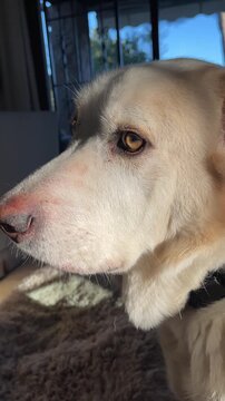 Large white Labrador Mastiff mixed breed dog relaxing outdoors in a natural setting