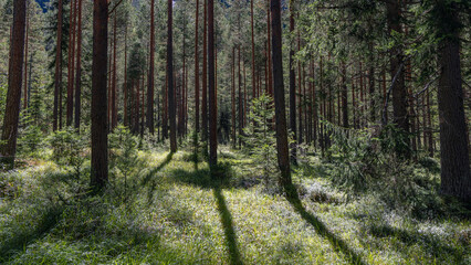 Fototapeta premium Long pine shadows cross luminous grass in a quiet conifer forest, where straight trunks and young evergreens create deep natural rhythm.
