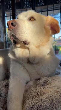 Large white Labrador Mastiff mixed breed dog relaxing outdoors in a natural setting
