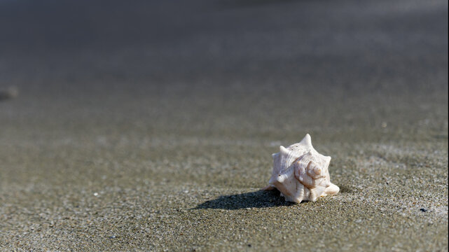 Spiky seashell on a sandy beach with ample copy space