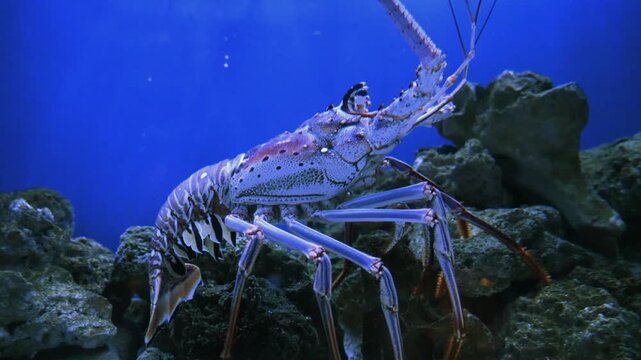 Spiny lobster, a crustacean belonging to the family Palinuridae. Unlike true clawed lobsters (family Nephropidae)