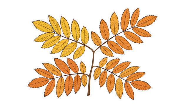 Detailed vector illustration of a branching rowan stem featuring vibrant yellow and orange colored autumn leaves.