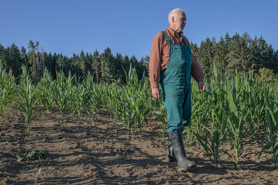 A senior farmer in overalls and rubber boot walks through a poorly grown cornfield. Concept image for crop failure, agricultural drought, and global warming impacts.