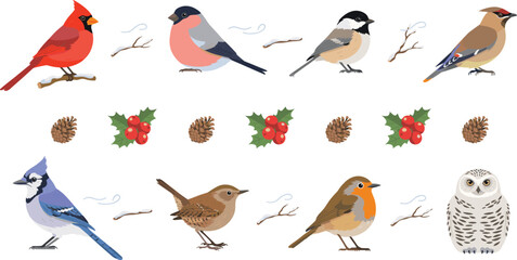 Winter birds vector illustration set featuring cardinal bullfinch chickadee blue jay robin and snowy owl with holly berries and pinecones for holiday card designs © Mst
