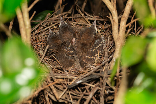 Brown thrasher (Toxostoma rufum) young's in nest . The young leave the nest very quickly, 9 to 13 days after hatching