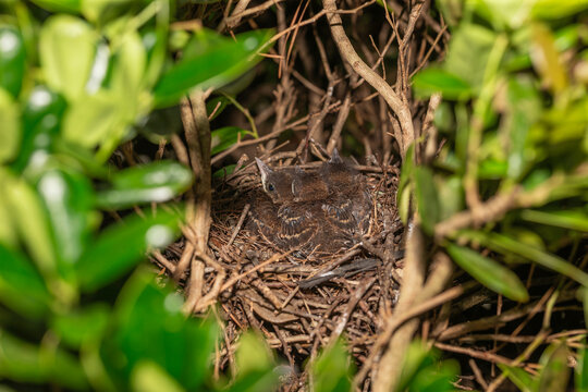 Brown thrasher (Toxostoma rufum) young's in nest . The young leave the nest very quickly, 9 to 13 days after hatching