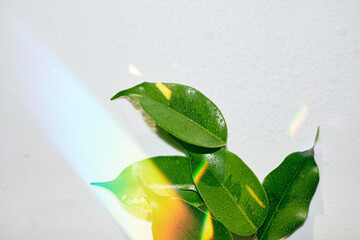 Obraz premium Fresh green leaves covered in water droplets reflecting vibrant rainbow spectrum