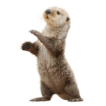 Young sea otter standing upright on transparent background
