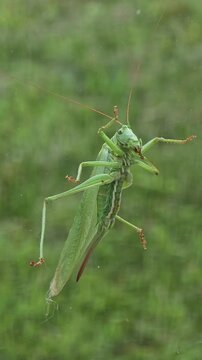 A locust on a window glass 