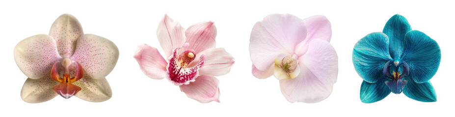 Obraz premium PNG Vibrant orchid blossoms collection on transparent background