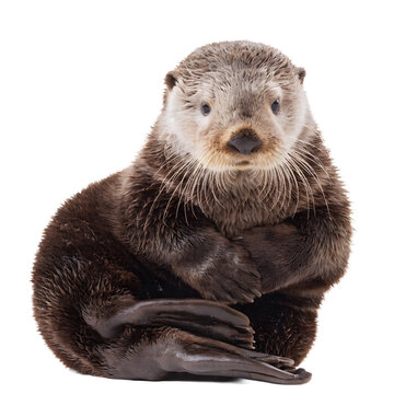 Cute sea otter portrait sitting and looking at as PNG element