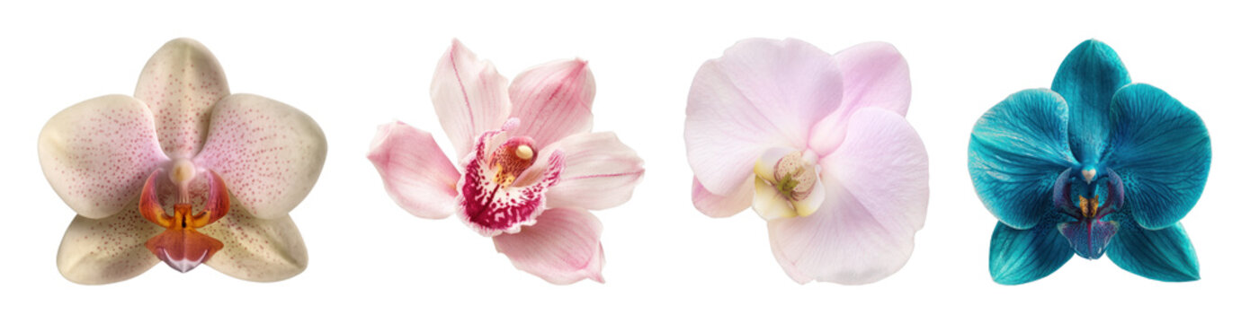PNG Vibrant orchid blossoms collection on transparent background
