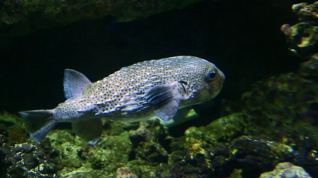 The fish is the spotfin porcupinefish (Diodon hystrix), which can be identified by its elongated, slender spines that lie closely appressed to the body.