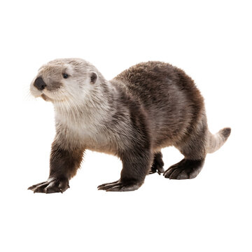 Young sea otter walking as isolated object