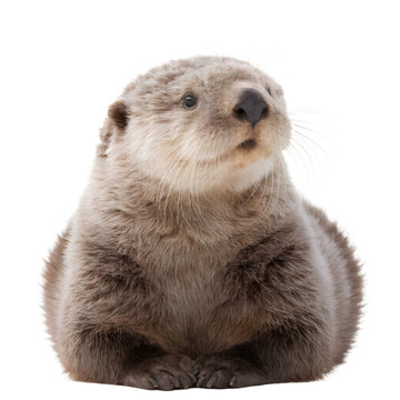 Sea otter lying down facing forward as PNG asset