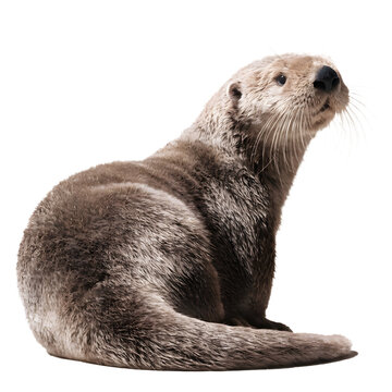 Profile view of sea otter looking up as isolated object
