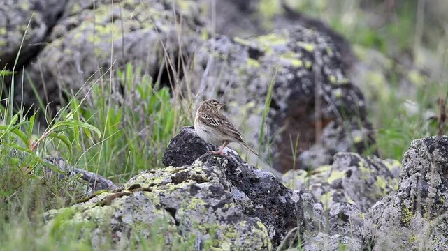 Striped bird perched on a rock