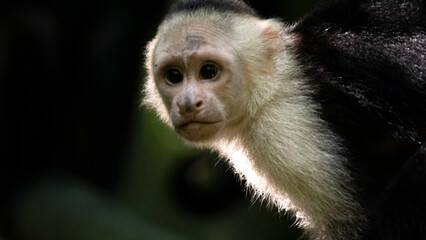 Capuchin monkey looking alert in rainforest habitat, Costa Rica © agó