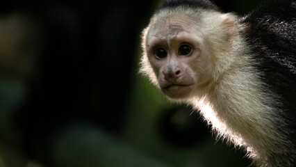 Capuchin monkey portrait showing biodiversity in rainforest, Costa Rica © agó