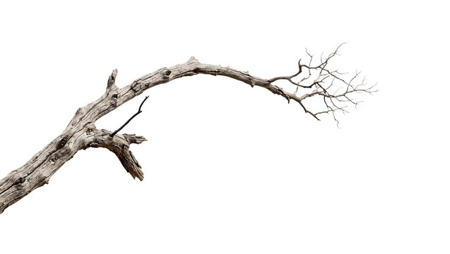 Old Dry Tree Branch with Fine Twigs Isolated on Black Background PNG Cutout