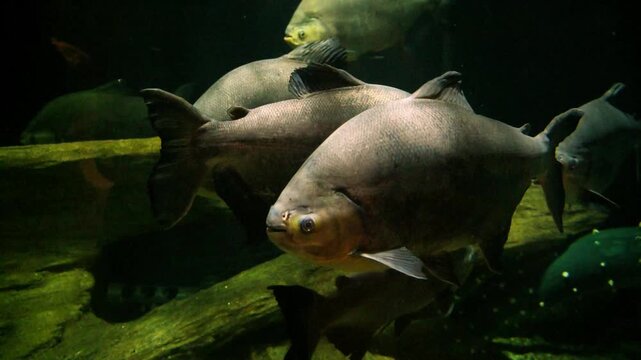 Pacu (Piaractus spp. or Colossoma spp.) are large freshwater fishes native to South America.