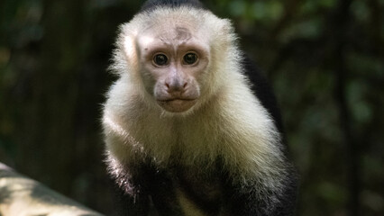Capuchin monkey looking directly at viewer in rainforest, Costa Rica © agó