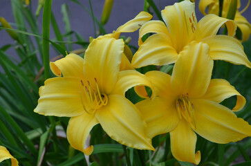 Obraz premium Golden- yellow blooms of the Hemerocallis daylilies ' Buttered Popcorn' summer blooming flowers. Closeup outdoors flowering plant ,petals, stamens. Growing, cultivation daylilies concept.
