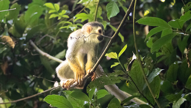 Squirrel monkey resting on branch in rainforest, Costa Rica
