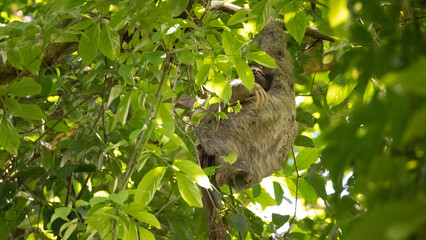 Sloth resting high up in rainforest canopy, Costa Rica © agó
