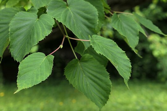 Oval papery leaves on branch tip of asian broadleaf tree Camptotheca acuminata, native to north Vietnam and southern China, growing in public park during summer cloudy day. 