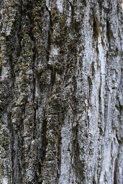 Rough structure of trunk surface of broadleaf tree Camptotheca acuminata, native to north Vietnam and southern China, partially covered with lichen layer. 