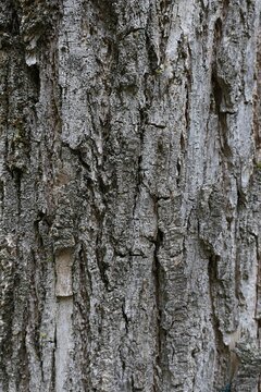 Rough structure of trunk surface of broadleaf tree Camptotheca acuminata, native to north Vietnam and southern China. 