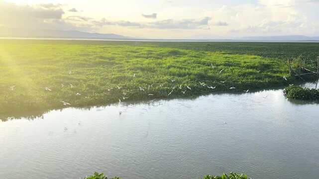 Flock of White Birds Flying Over Wetland Lake at Sunset