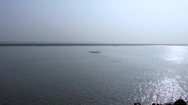 A herd of buffaloes swimming across a river the banks of a flooded river area of Char Kalatali Island in Bhola district of Barisal division.