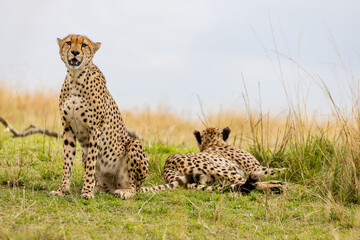 Alert cheetah beside resting companion in Masai Mara © mktuteja