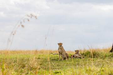Two cheetahs resting beneath dramatic African skies © mktuteja