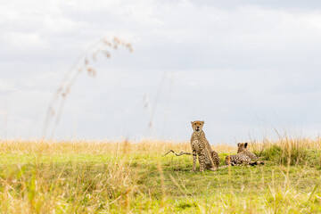 Two cheetahs resting beneath dramatic African skies © mktuteja