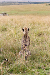 Two cheetahs resting beneath dramatic African skies © mktuteja