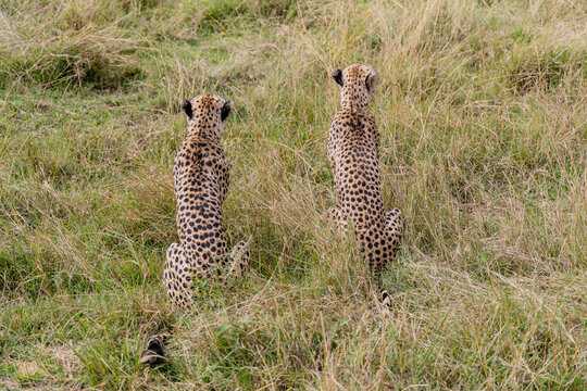 Two cheetahs resting beneath dramatic African skies