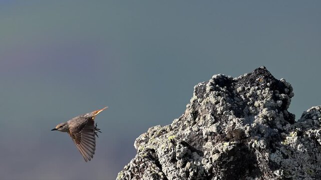 female rock thrush flying from a rock