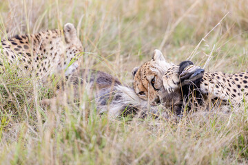 Two cheetahs feeding on antelope prey in Masai Mara © mktuteja