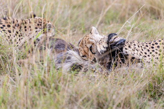 Two cheetahs feeding on antelope prey in Masai Mara