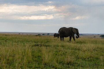 African elephants walking across Masai Mara grassland © mktuteja
