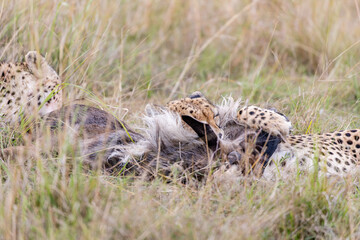Two cheetahs feeding on antelope prey in Masai Mara © mktuteja